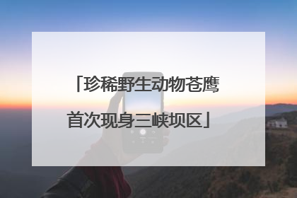珍稀野生动物苍鹰首次现身三峡坝区