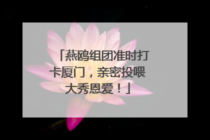 燕鸥组团准时打卡厦门，亲密投喂大秀恩爱！