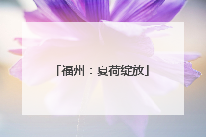福州：夏荷绽放
