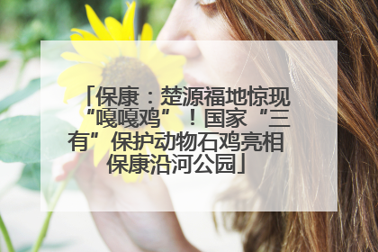 保康：楚源福地惊现“嘎嘎鸡”！国家“三有”保护动物石鸡亮相保康沿河公园