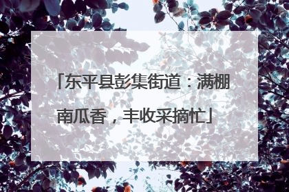 东平县彭集街道：满棚南瓜香，丰收采摘忙