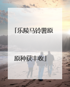 乐陵马铃薯原原种获丰收