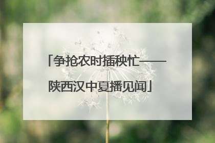 争抢农时插秧忙——陕西汉中夏播见闻