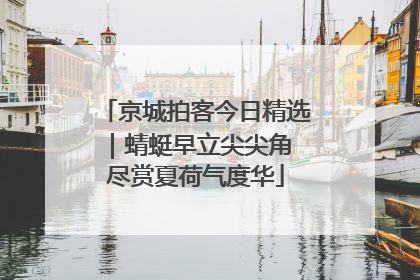 京城拍客今日精选｜蜻蜓早立尖尖角 尽赏夏荷气度华