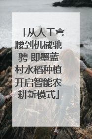 从人工弯腰到机械驰骋 即墨蓝村水稻种植开启智能农耕新模式
