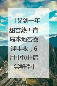 又到一年甜杏熟！青岛本地杏喜迎丰收，6月中旬开启尝鲜季