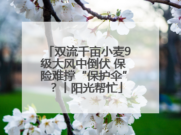 双流千亩小麦9级大风中倒伏 保险难撑“保护伞”？丨阳光帮忙