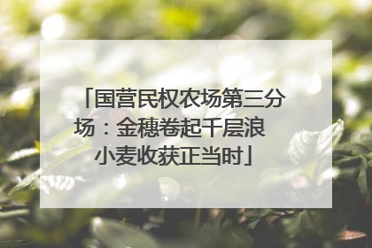 国营民权农场第三分场：金穗卷起千层浪 小麦收获正当时