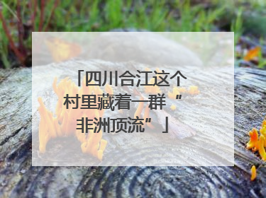四川合江这个村里藏着一群“非洲顶流”
