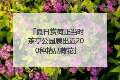 夏日赏荷正当时 茶亭公园展出近200种精品荷花