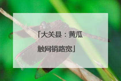 大关县：黄瓜触网销路宽