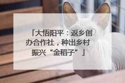 大悟阳平：返乡创办合作社，种出乡村振兴“金稻子”
