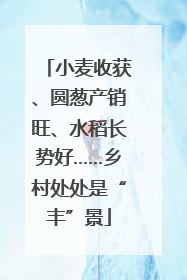小麦收获、圆葱产销旺、水稻长势好……乡村处处是“丰”景