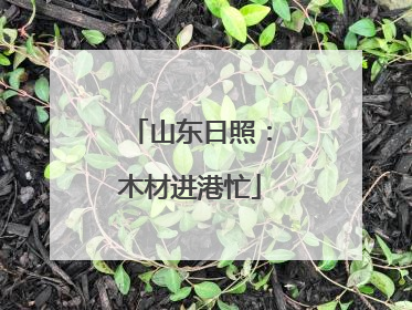 山东日照：木材进港忙
