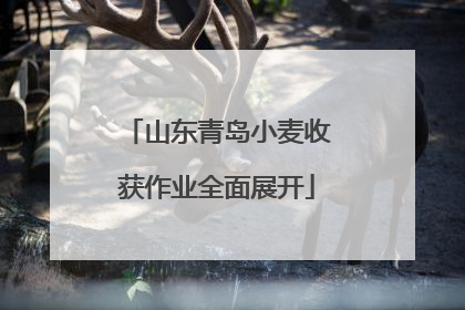 山东青岛小麦收获作业全面展开