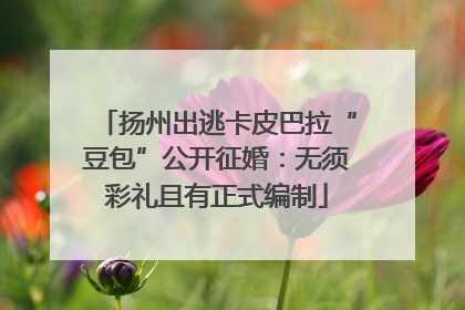 扬州出逃卡皮巴拉“豆包”公开征婚：无须彩礼且有正式编制