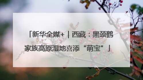 新华全媒+｜西藏：黑颈鹤家族高原湿地喜添“萌宝”