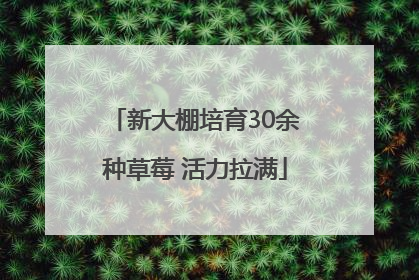 新大棚培育30余种草莓 活力拉满