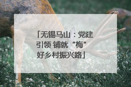 无锡马山：党建引领 铺就“梅”好乡村振兴路