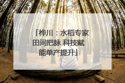 桦川：水稻专家田间把脉 科技赋能单产提升