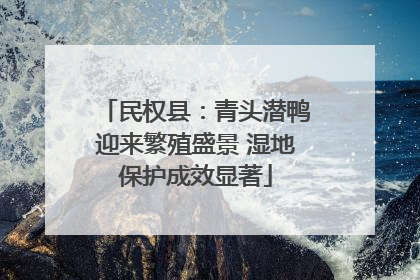 民权县：青头潜鸭迎来繁殖盛景 湿地保护成效显著