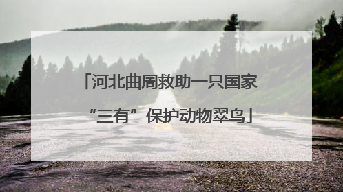 河北曲周救助一只国家“三有”保护动物翠鸟