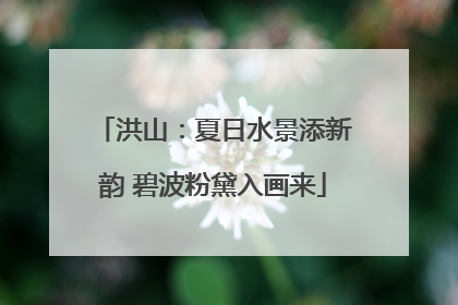 洪山：夏日水景添新韵 碧波粉黛入画来