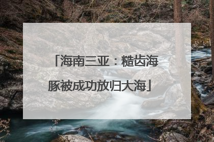 海南三亚：糙齿海豚被成功放归大海