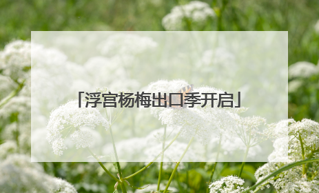浮宫杨梅出口季开启