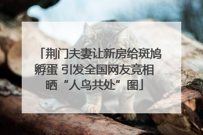 荆门夫妻让新房给斑鸠孵蛋 引发全国网友竞相晒“人鸟共处”图