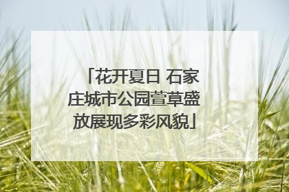 花开夏日 石家庄城市公园萱草盛放展现多彩风貌