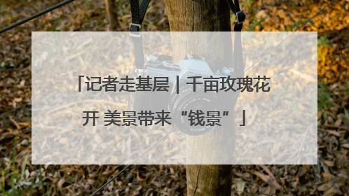 记者走基层｜千亩玫瑰花开 美景带来“钱景”
