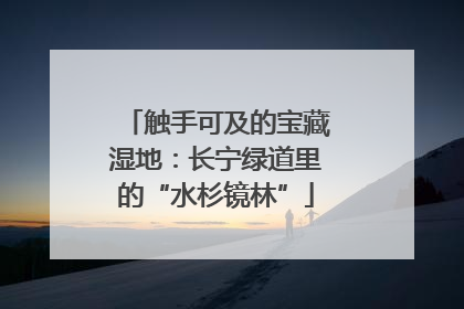触手可及的宝藏湿地：长宁绿道里的“水杉镜林”