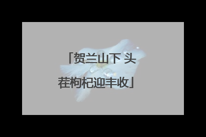 贺兰山下 头茬枸杞迎丰收