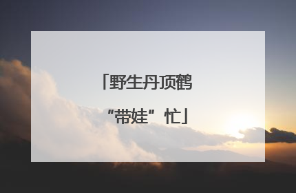 野生丹顶鹤“带娃”忙