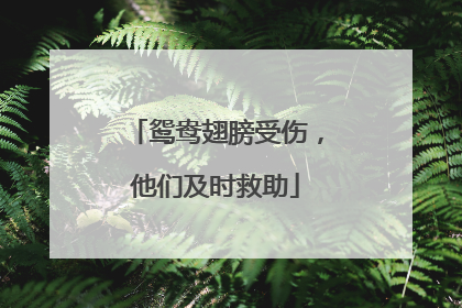 鸳鸯翅膀受伤，他们及时救助