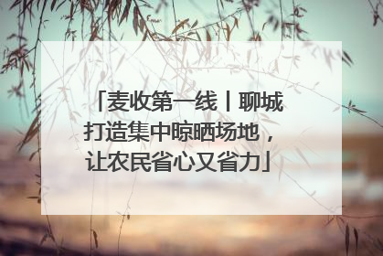 麦收第一线丨聊城打造集中晾晒场地，让农民省心又省力
