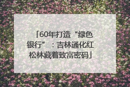 60年打造“绿色银行”：吉林通化红松林藏着致富密码